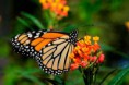 /album/fotogaleria/mariposa-jpg2/